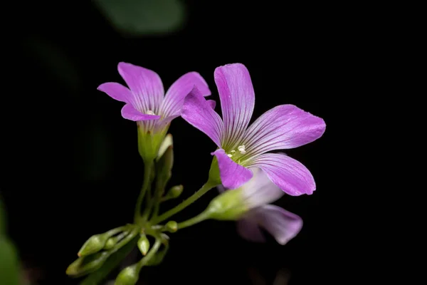 Largeflower Rosa Sorrel Género Oxalis — Fotografia de Stock