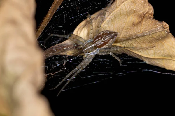 Aranha Web Família Pisauridae — Fotografia de Stock