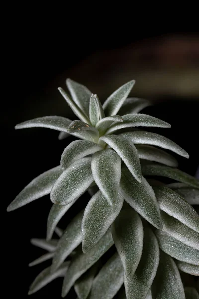 Forma Variada Planta Suculenta Espécie Sedum Lineare — Fotografia de Stock