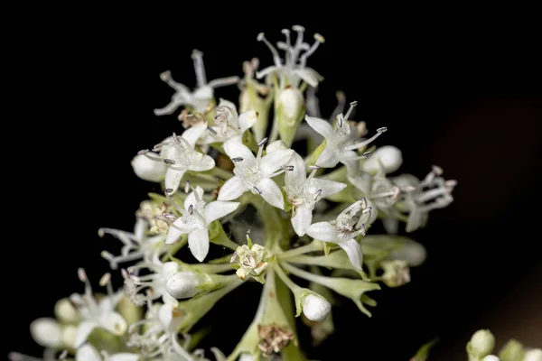 Kwiat Dicot Klasy Magnoliopsida — Zdjęcie stockowe