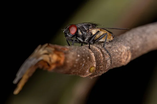 Stubenfliege Der Art Musca Domestica — Stockfoto