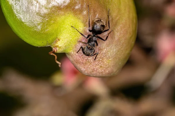 Odorous Ant Speed Dohcoderus Bispinosus — стоковое фото