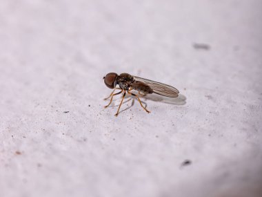 Pipunculidae familyasının koca kafalı sineği.