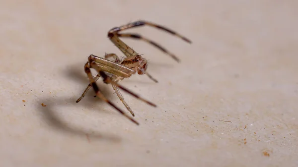 Ragno Della Lince Del Genere Oxyopes — Foto Stock