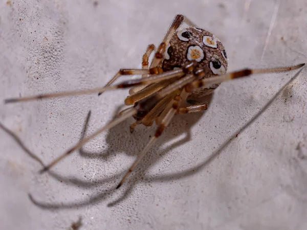 Коричнева Вдова Виду Latrodectus Geometricus — стокове фото