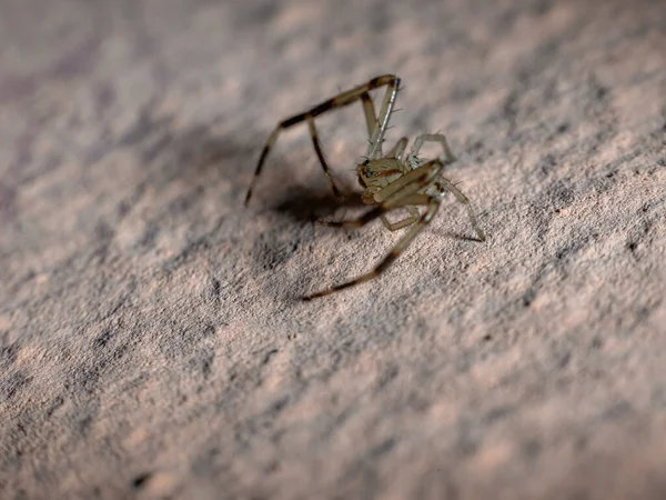 Aranha Lince Gênero Oxyopes — Fotografia de Stock