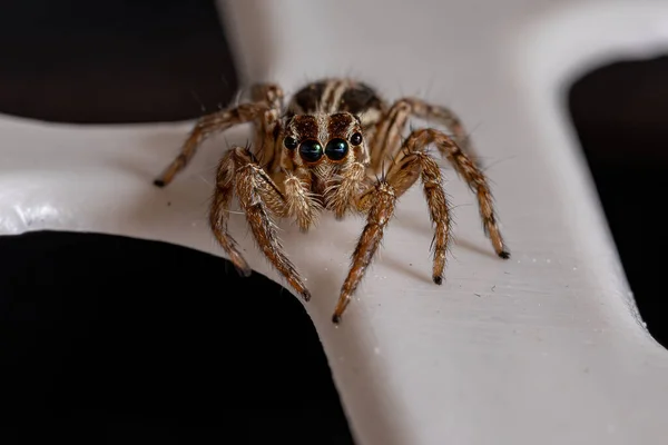 Pantropical Jumping Araña Especie Plexippus Paykulli —  Fotos de Stock