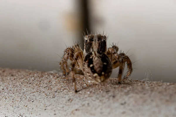 Aranha Salto Pantropical Espécie Plexippus Paykulli — Fotografia de Stock