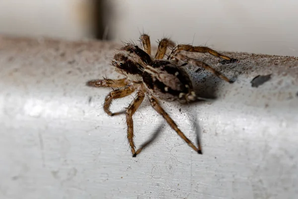 Araignée Sauteuse Pantropicale Espèce Plexippus Paykulli — Photo