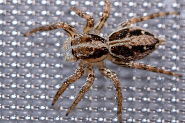 Aranha Salto Pantropical Espécie Plexippus Paykulli — Fotografia de Stock