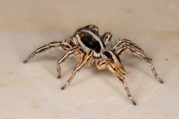 Αράχνη Του Είδους Plexippus Paykulli — Φωτογραφία Αρχείου