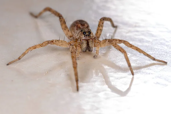 Wolf Spider Της Οικογένειας Lycosidae — Φωτογραφία Αρχείου
