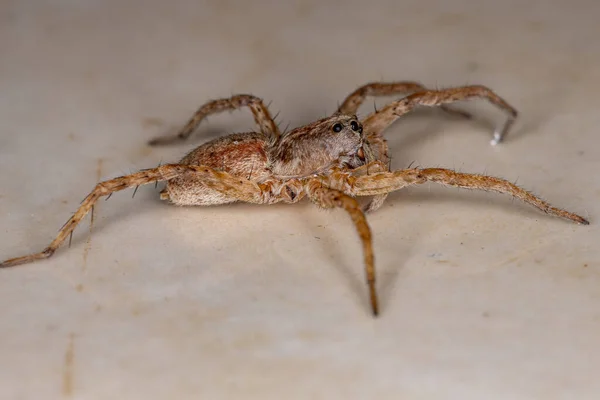 Aranha Lobo Família Lycosidae — Fotografia de Stock