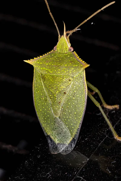 Stink Bug Genus Loxa — 스톡 사진