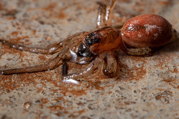 Wolf Spider of the Family Lycosidae