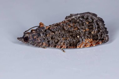 Olethreutine Leafroller güve türünün Gymnandrosoma aurantianum
