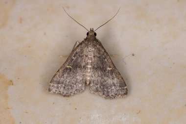 Herminiinae alt familyasının küçük güvesi.