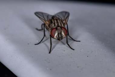 Musca domestica türünün Sineği