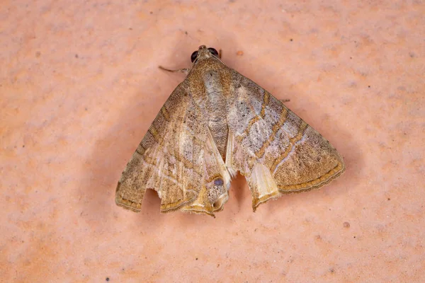 Underwing Moth Species Eulepidotis Caeruleilinea — Stock Photo, Image