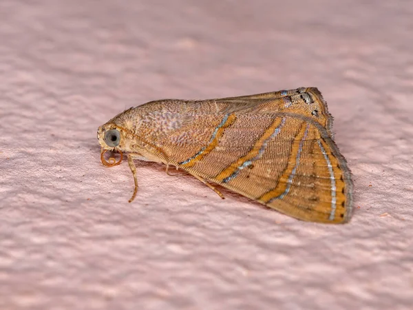 Traça Gigante Espécie Eulepidotis Caeruleilinea — Fotografia de Stock