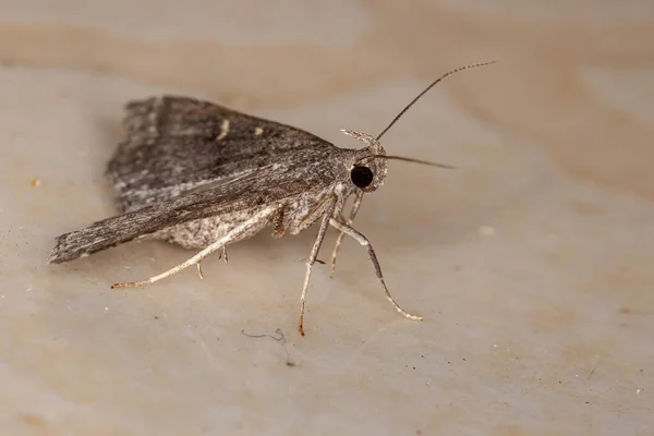 Polilla Subfamilia Herminiinae —  Fotos de Stock