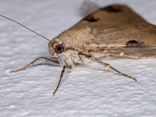 Graphic Owlet Moth Tribe Melipotini — Stock Photo, Image