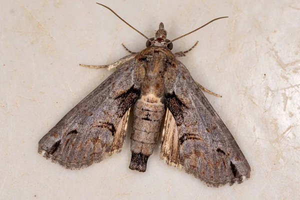 Euteliid Moth Rodziny Euteliidae — Zdjęcie stockowe