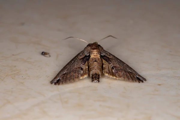 Euteliid Moth Family Euteliidae — Stock Photo, Image