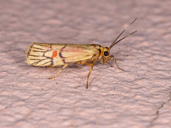 Licheń Moth Plemienia Litosiini — Zdjęcie stockowe