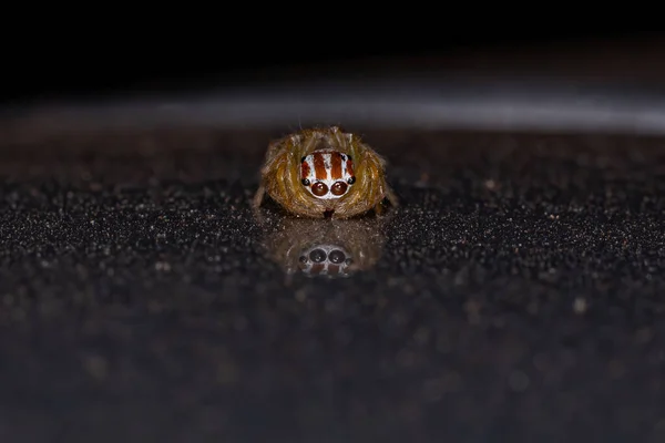 Saltando Araña Del Género Chira — Foto de Stock