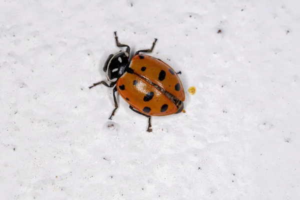 Señora Convergente Escarabajo Especie Hippodamia Convergens — Foto de Stock