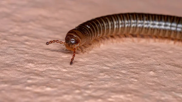 Julid Millipede Family Julidae Selective Focus — стоковое фото