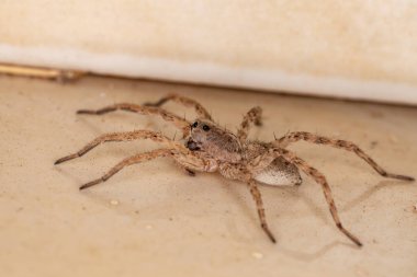 Lycosidae ailesinin kurt örümceği.