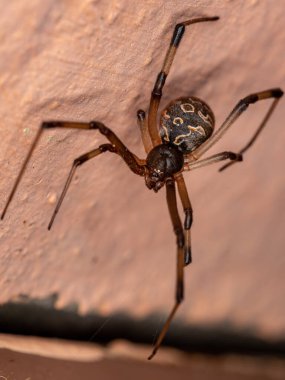 Latrodectus geometriksinin Kahverengi Dulu
