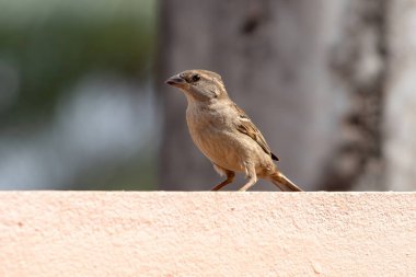 Türünün Sparrow Hanesi Passer domesticus