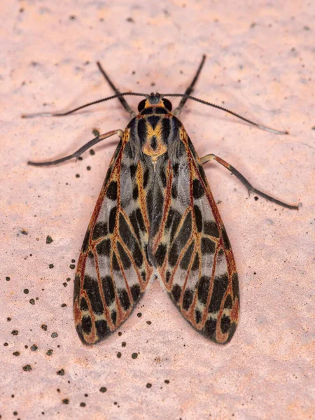 Traça Tigre Espécie Heliura Rhodophila — Fotografia de Stock