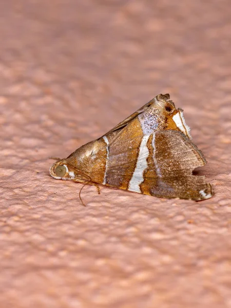 エウリュエポティス属の蛾の下に — ストック写真