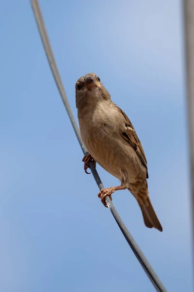 Passer Domesticus House Sparrow — 스톡 사진