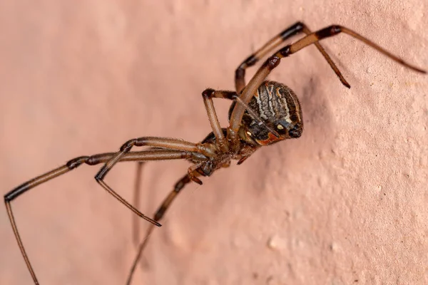 Brązowa Wdowa Gatunku Latrodectus Geometricus — Zdjęcie stockowe