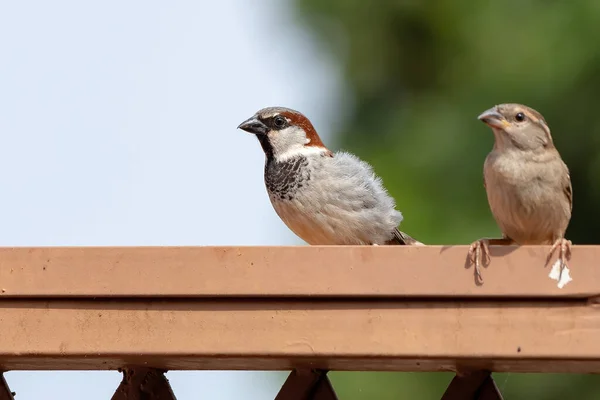 Casa Sparrow Speciei Passer Domesticus — Fotografie, imagine de stoc