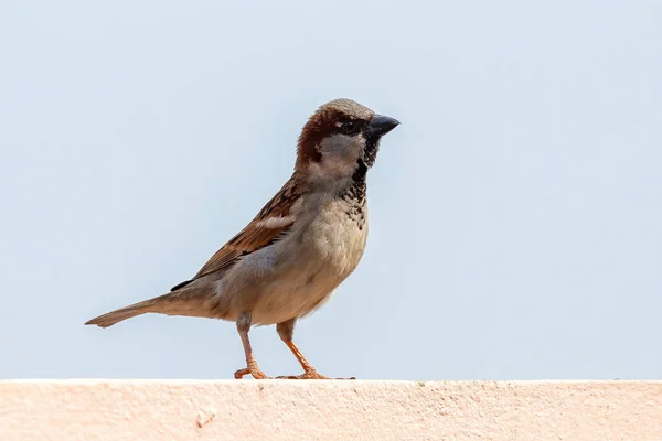 Casa Sparrow Speciei Passer Domesticus — Fotografie, imagine de stoc