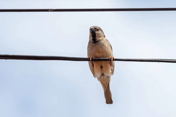 Casa Sparrow Speciei Passer Domesticus — Fotografie, imagine de stoc