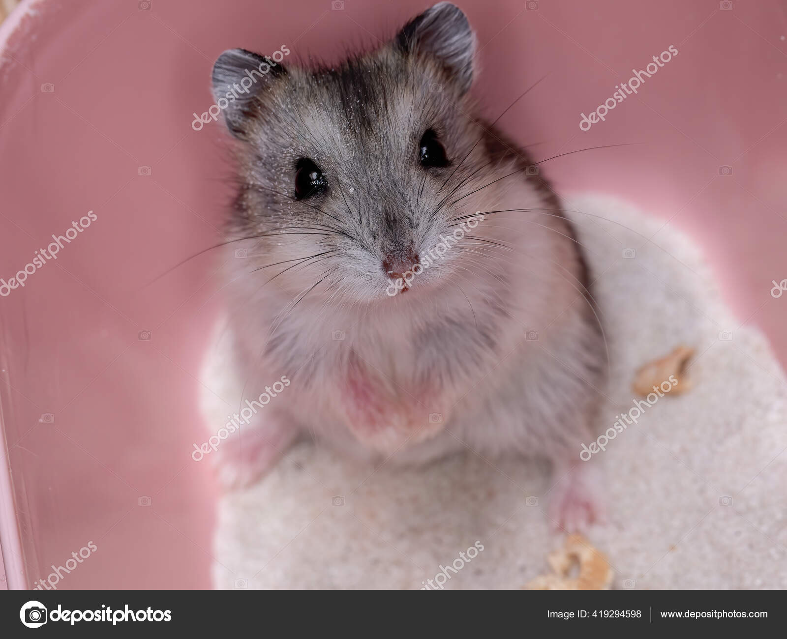 캠벨의 난쟁이 햄스터 Phodopus Cambelli — 스톡 사진 © softkrafts.live.com #419294598