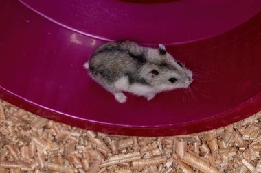 Campbell 'ın cüce hamster' ı Phodopus kampı.