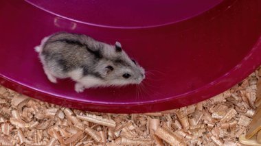 Campbell 'ın cüce hamster' ı Phodopus kampı.