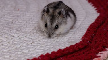 Campbell 'ın cüce hamster' ı Phodopus kampı.