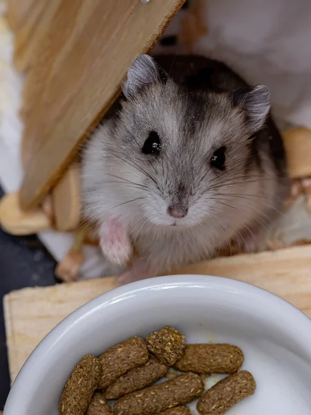 Hamster Anão Campbell Espécie Phodopus Campbelli — Fotografia de Stock