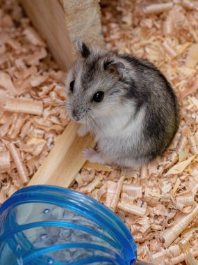 Campbell 'ın cüce hamster' ı Phodopus kampı.