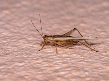 Trigonidiidae ailesinin yer cırcırböceği