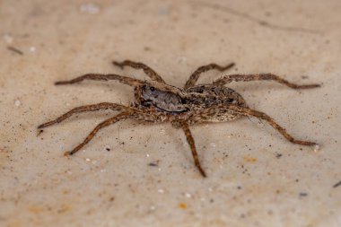 Lycosidae ailesinin kurt örümceği.